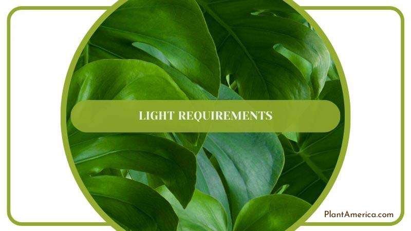 Muhamed Body Universal Image 1 Light Requirements