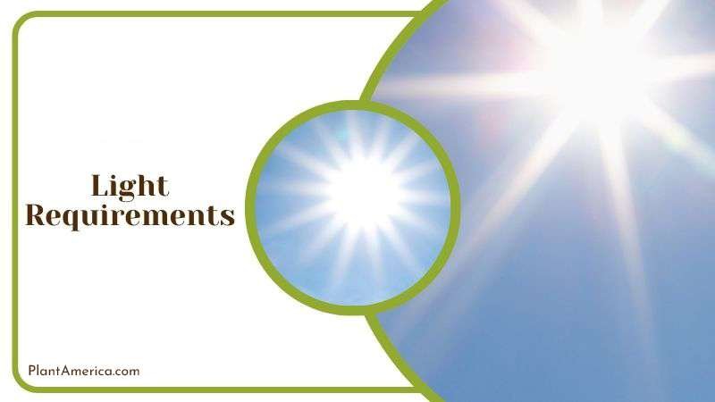 Preferable Light for Senecio Plant Plant America