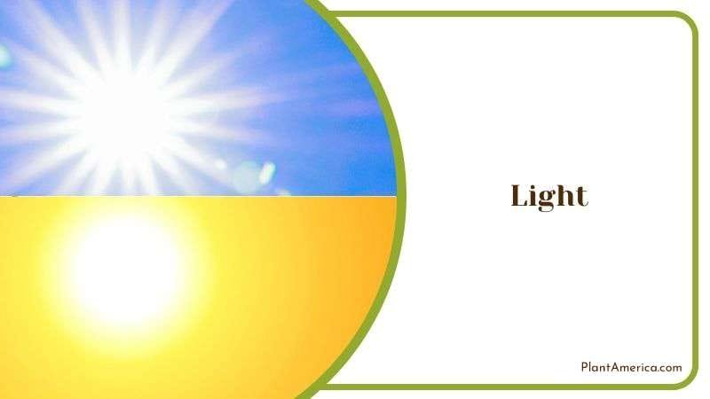 Preferable Lighting for Selloum Plant PlantAmerica