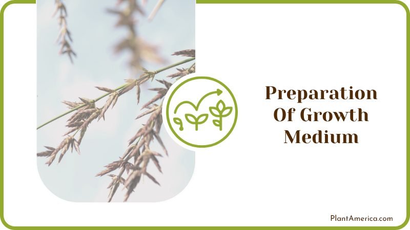 Preparation of Growth Medium Plantamerica