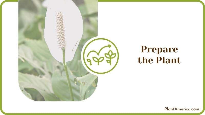 Prepare the Peace Lily Plant Plant America