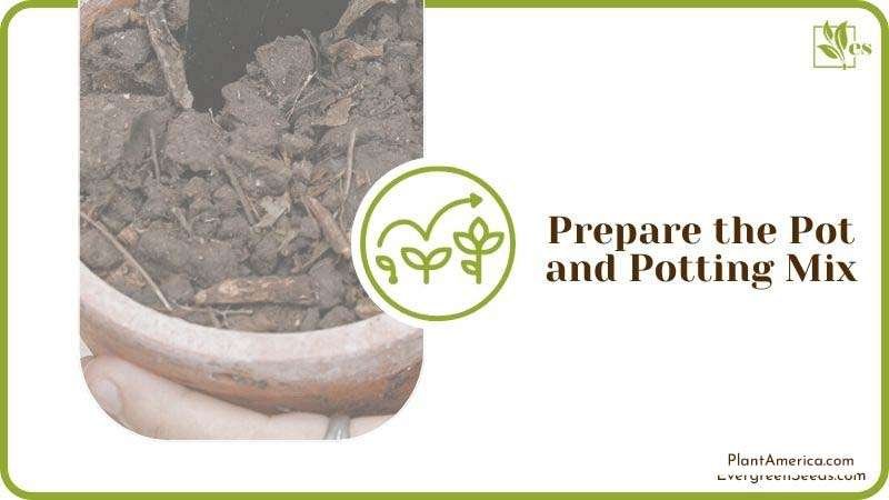 Prepare the Pot and Potting Mix Plant America Prepare the Pot and Potting Mix Plant America