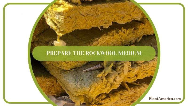 Prepare the Rockwool Medium Plant America