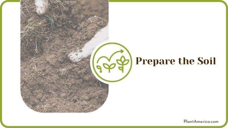 Prepare the Soil for Gladiolus PlantAmerica