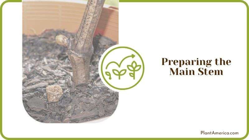 Preparing Main Stem of Vine Plant PlantAmerica
