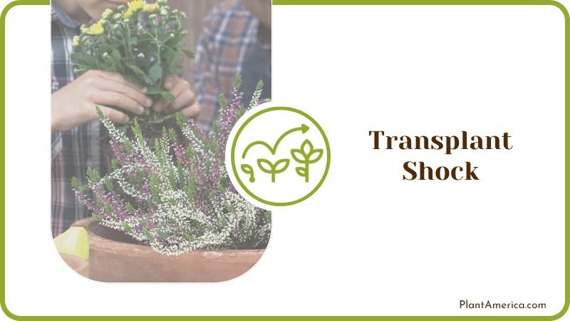 Preparing Plants for Repotting Plant America