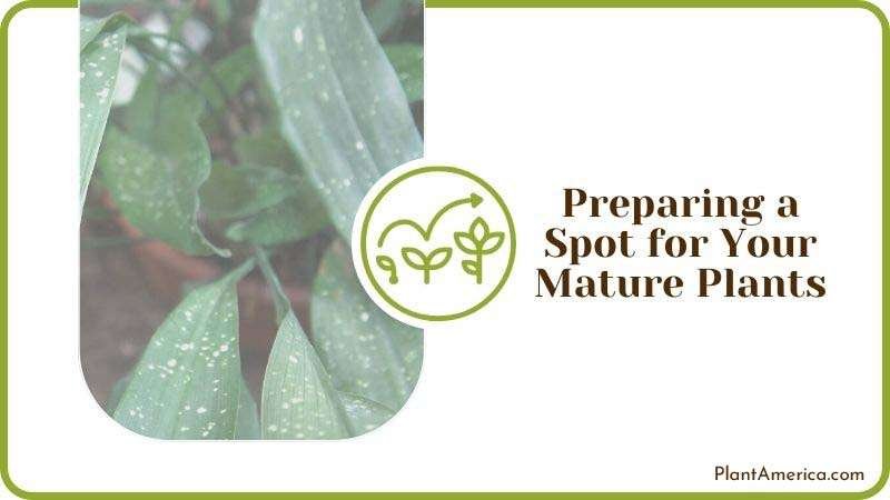 Preparing a Spot for Your Mature Plants Plant America