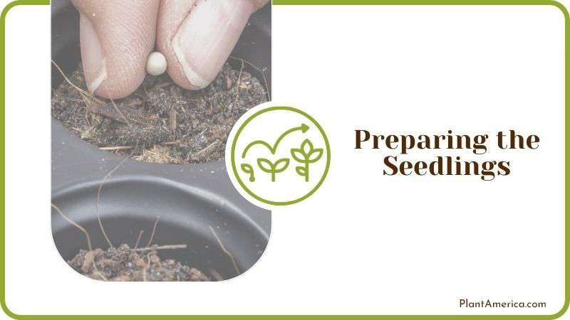 Preparing the Seedlings Plant America
