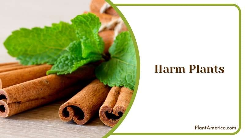 Preserving Plants with Cinnamon Plant America