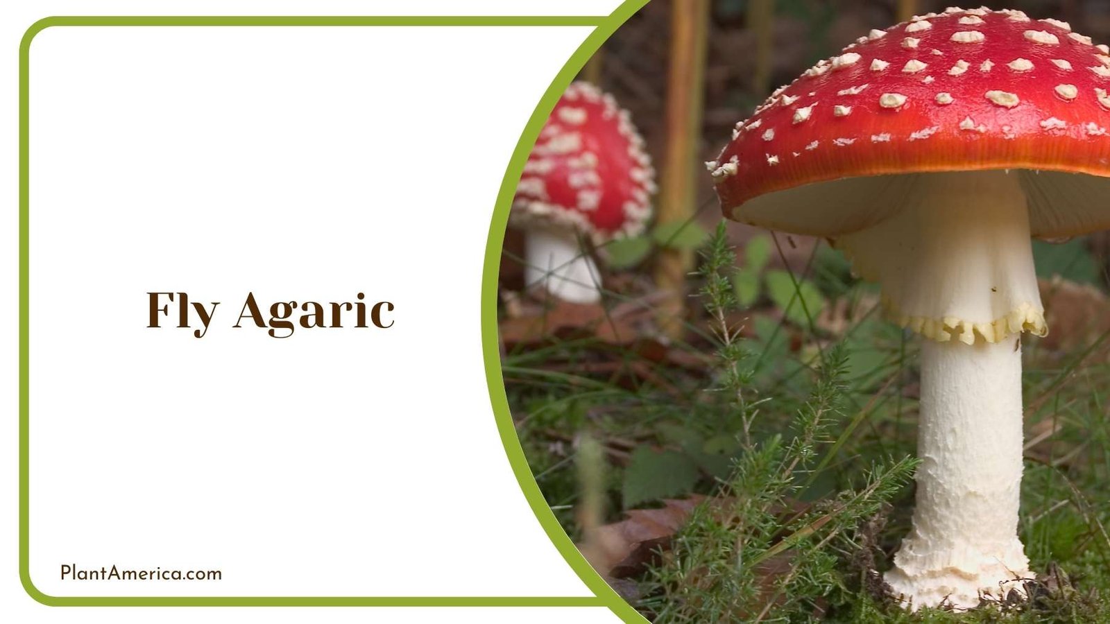Pretty But Dangerous Fly Agaric Plant America