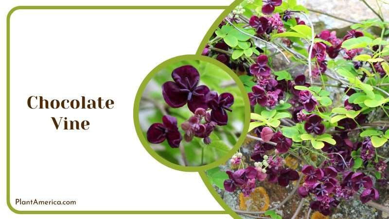 Pretty Flowers of Chocolate Vine Plant America Pretty Flowers of Chocolate Vine Plant America