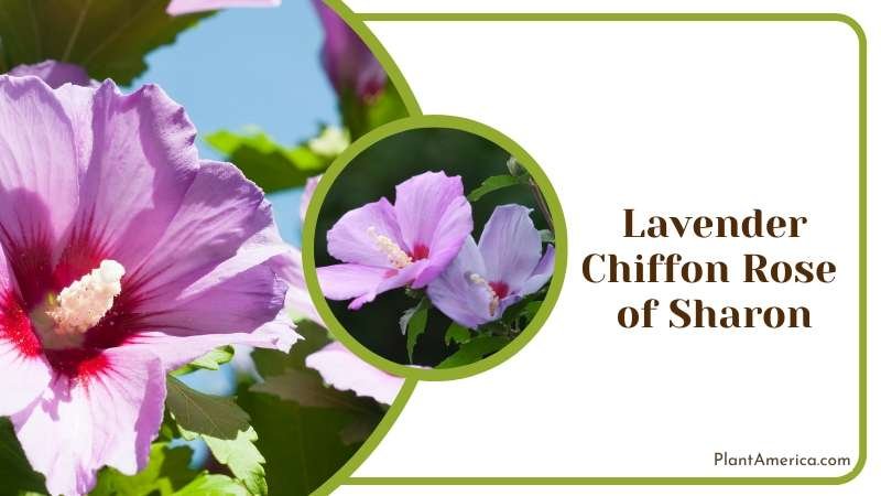 Pretty Lavender Chiffon Rose Of Sharon Plant America Pretty Lavender Chiffon Rose Of Sharon Plant America