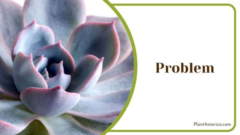 Prevent Echeveria Peacockii from Disease Plant America Prevent Echeveria Peacockii from Disease Plant America