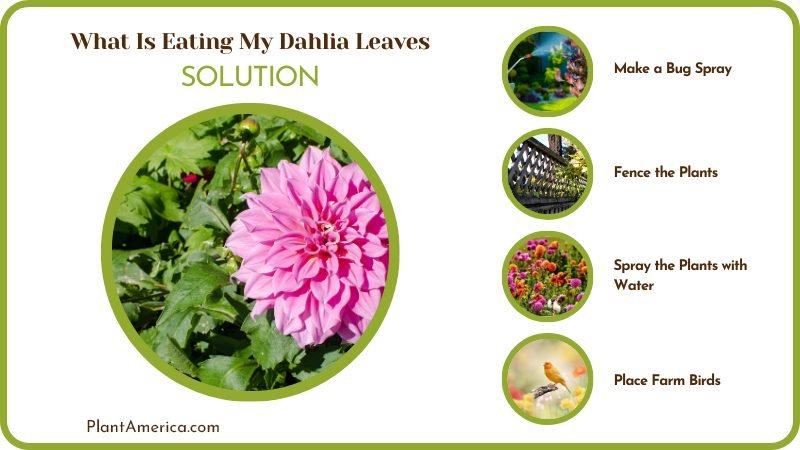 Prevent Leaves on Dahlia To Be Eaten PlantAmerica