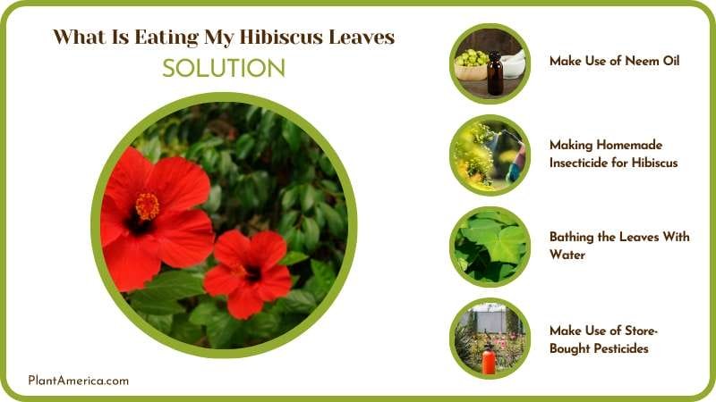 Prevent Leaves on Hibiscus To Be Eaten Plant America 1