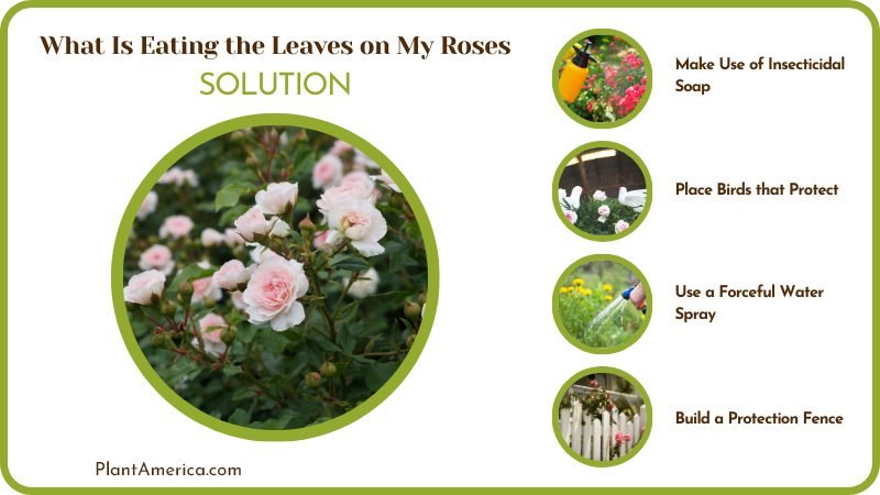 Prevent Leaves on Roses To Be Eaten Plant America