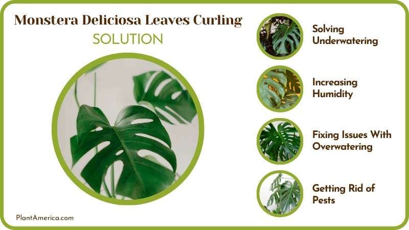 Prevent Monstera Deliciosa from Curling Leaves ~ PlantAmerica Prevent Monstera Deliciosa from Curling Leaves ~ PlantAmerica