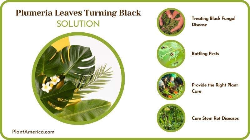 Prevent Plumeria Leaves to Turn Black Plant America