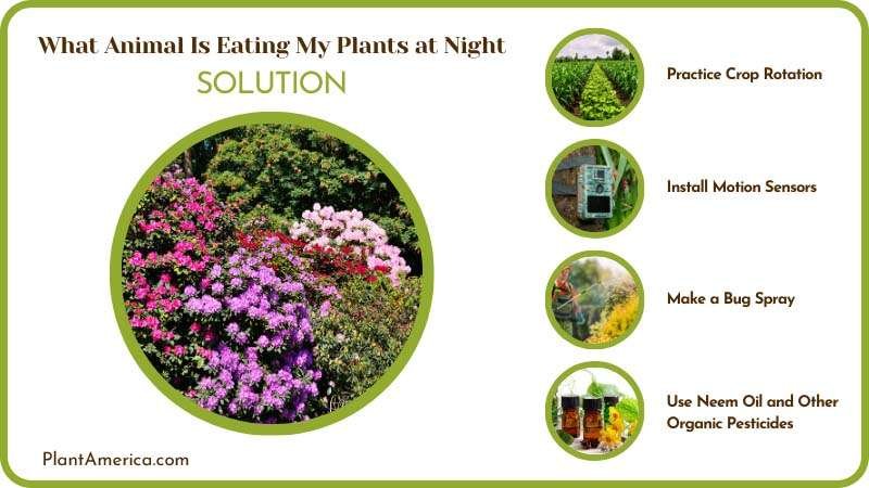 Prevent Your Plants from Being Eaten Plant America Prevent Your Plants from Being Eaten Plant America