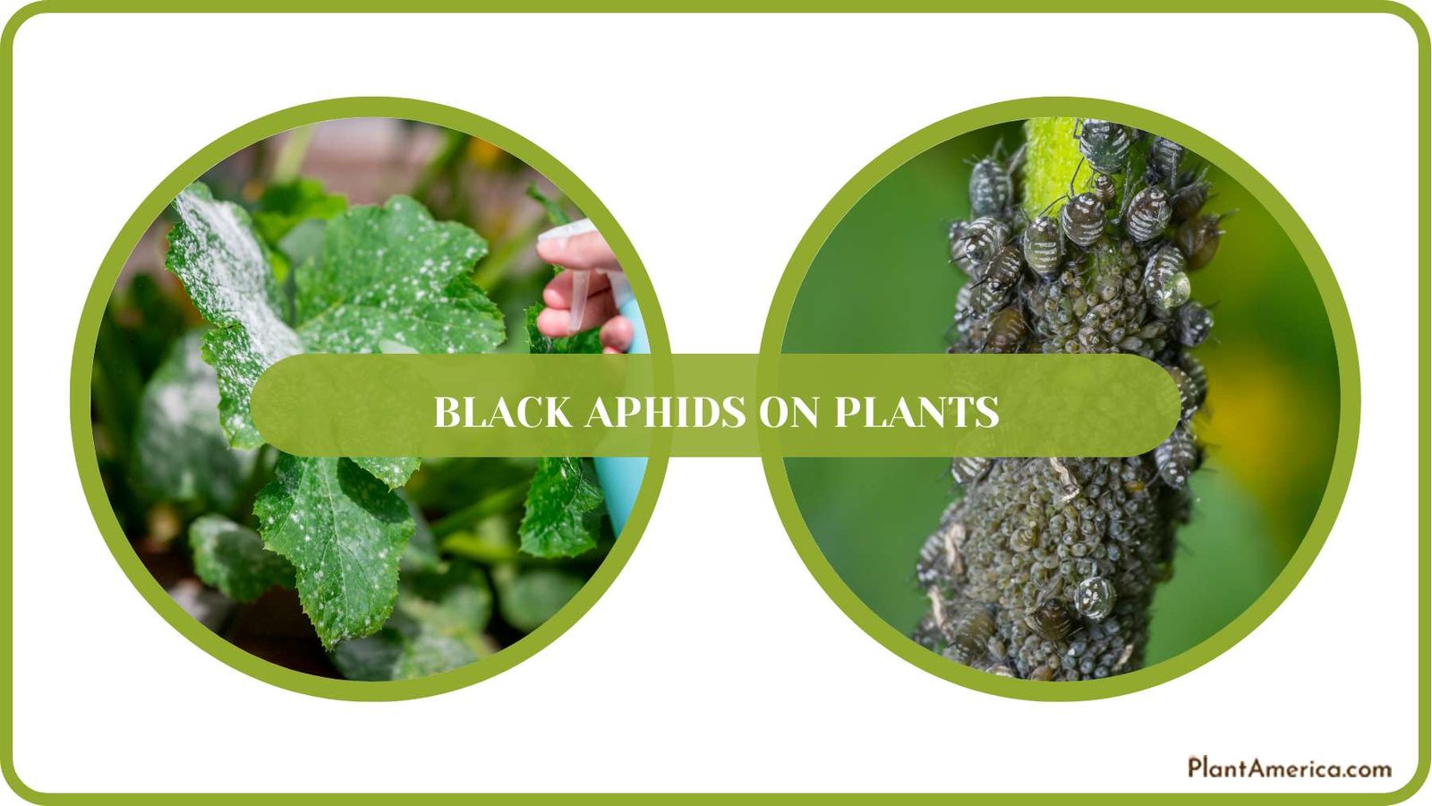 Preventing Aphids on Plants PlantAmerica