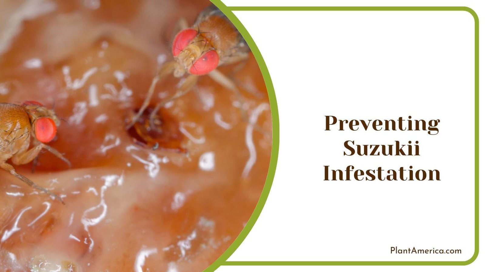 Preventing Drosophila Suzukii Infestation Plant America Preventing Drosophila Suzukii Infestation Plant America