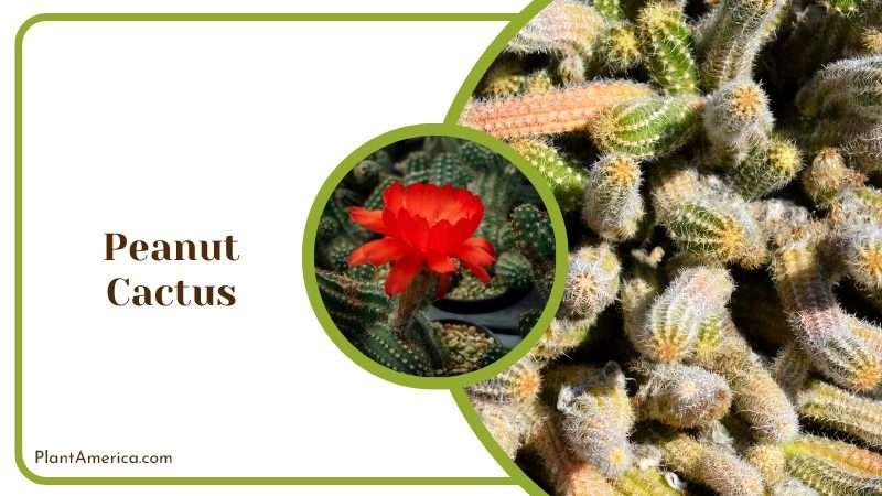 Prickly Peanut Cactus Plant America