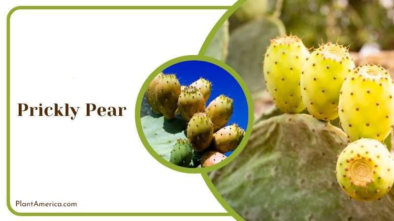 Prickly Pear Plant America 1