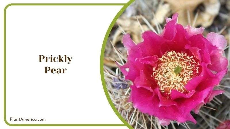 Prickly Pear Plant America