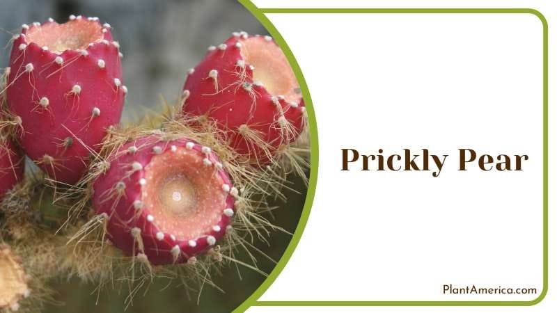 Prickly Pear Specific Needs Plant America Prickly Pear Specific Needs Plant America