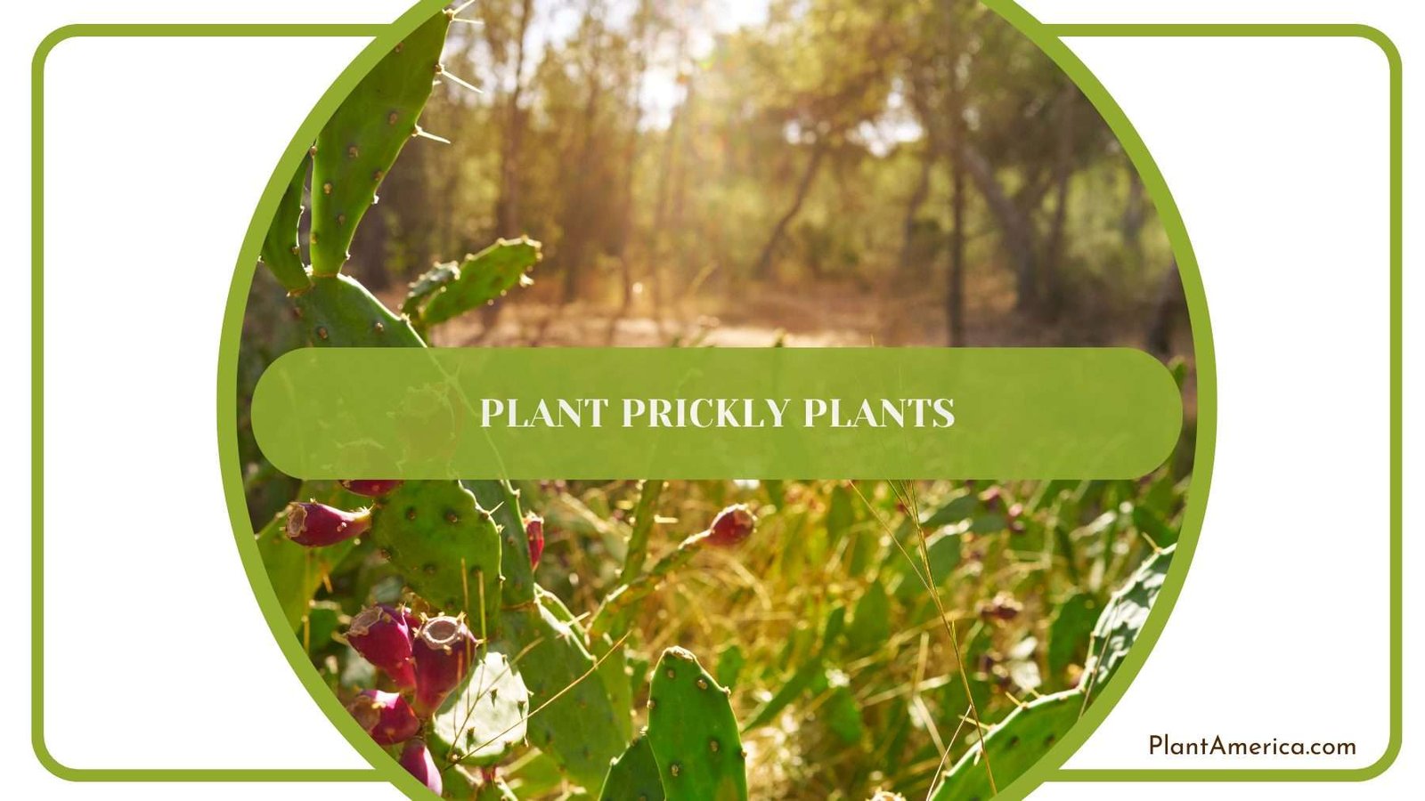 Prickly Plants In Jungle Plant America