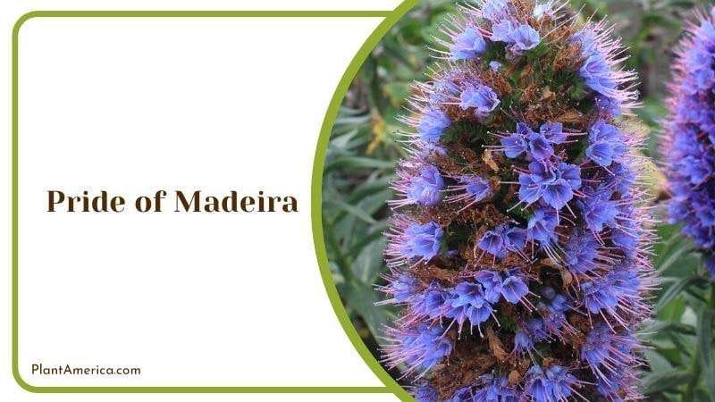 Pride of Madeira Plant America