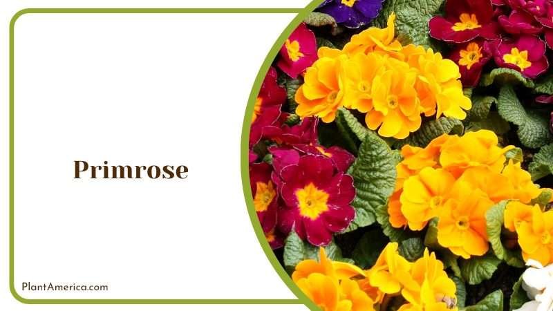 Primrose Bright Blooms Plant America