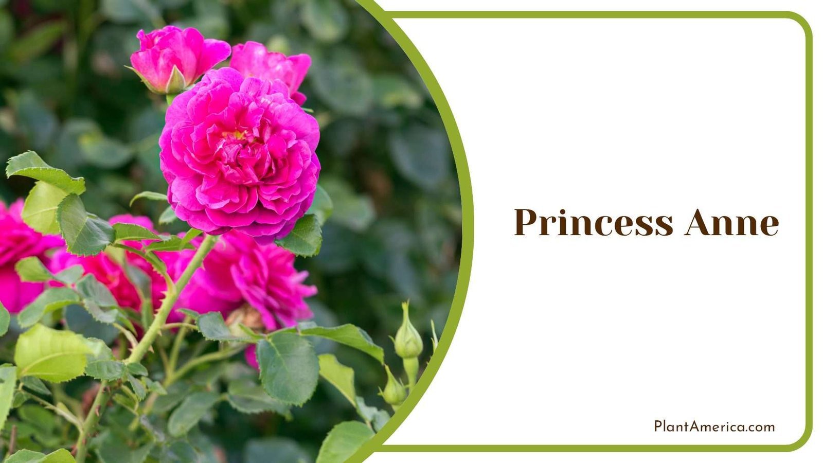 Princess Anne Nature Beauty Plant America