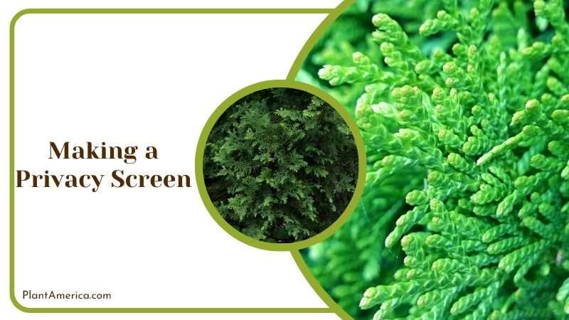 Privacy Screen on Backyard Plant America