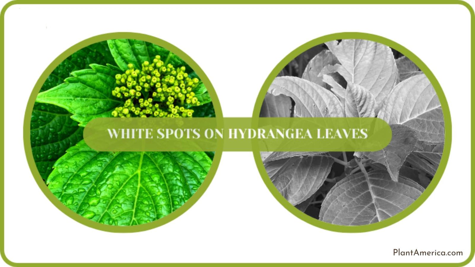 Problem of White Spots on Hydrangea Leaves Plant America Problem of White Spots on Hydrangea Leaves Plant America