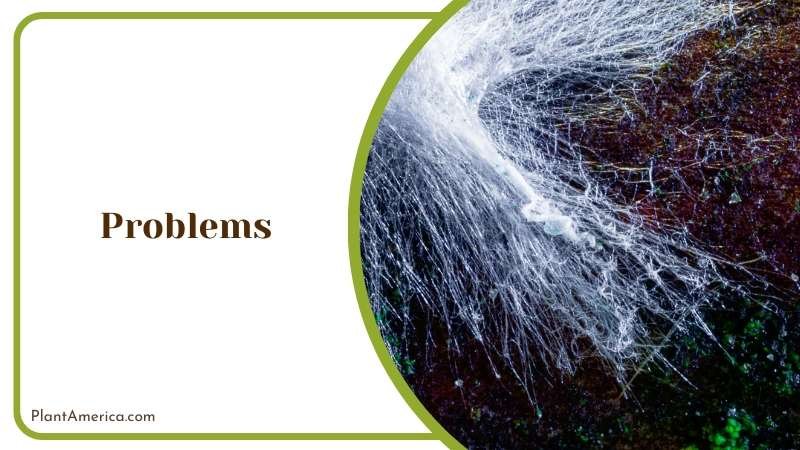 Problem that a Plant Could Face Plant America