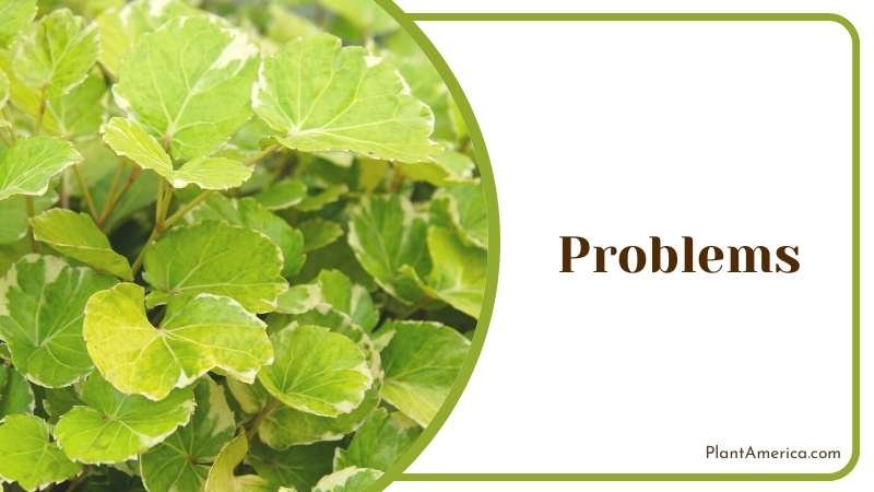 Problems Due to Waterlogging Plant America