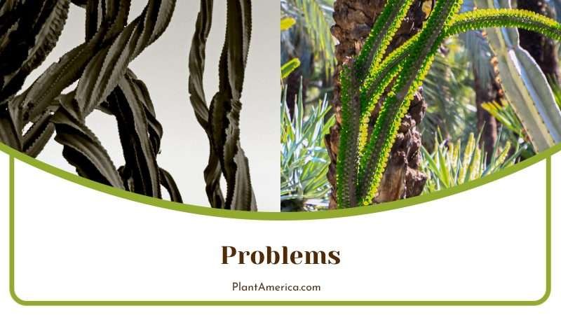 Problems of Euphorbia Trigona Plant America