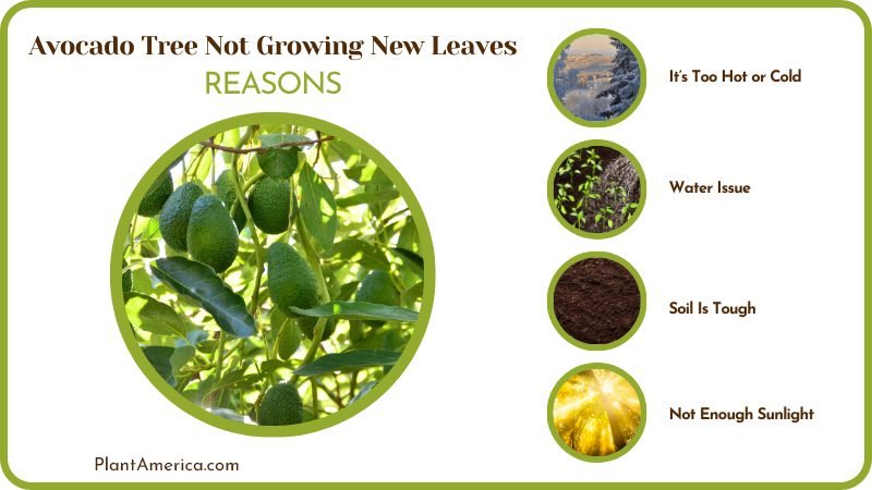 Problems of Growing Leaves Problems of Growing Leaves