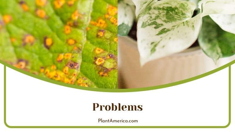 Problems of Marble Queen Pothos Plant America
