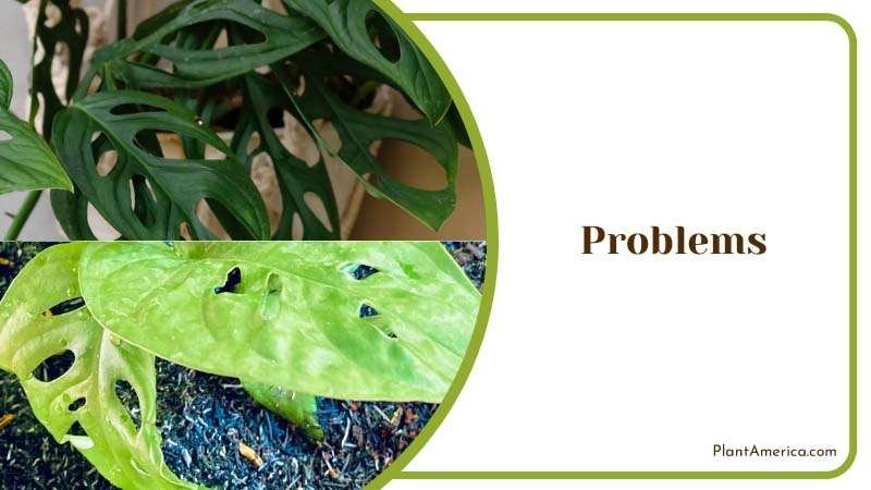 Content Image Plant Profile Sujon Problems of Monstera Adanson
