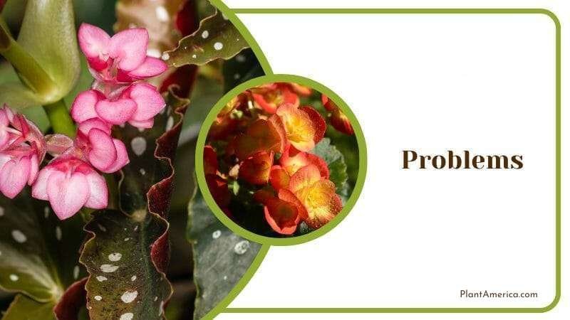 Problems with Begonias ~ Plant America