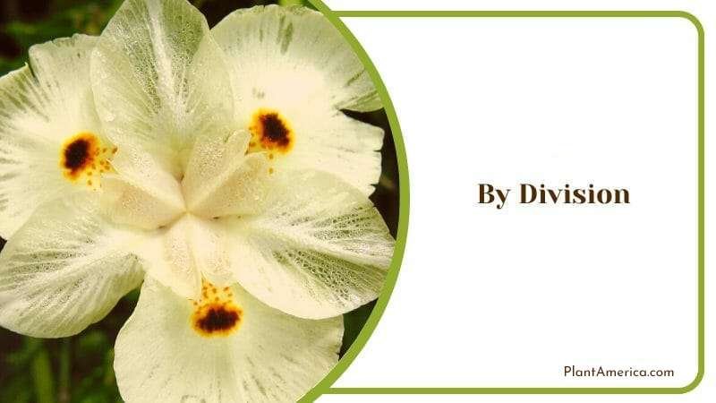 Producing Bicolor Iris by Division Plant America