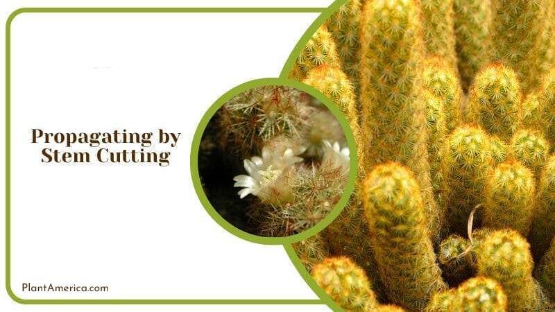 Producing Gold Lace Cactus Plant America