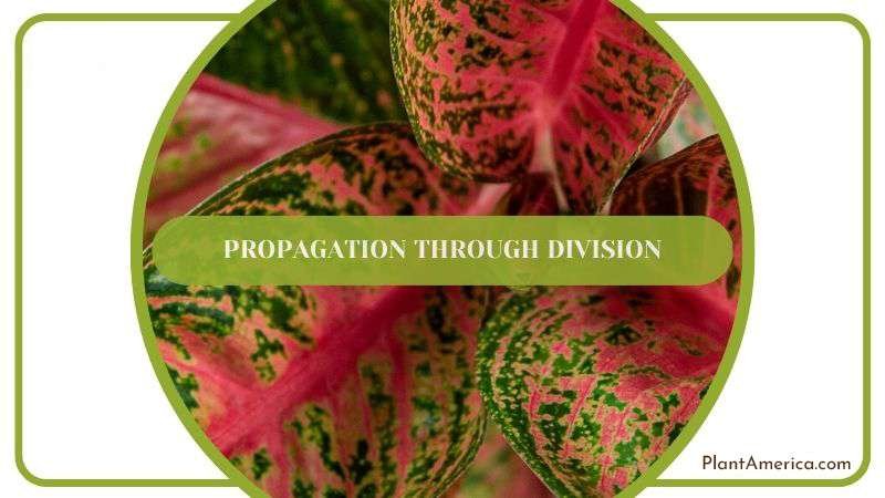 Propagate Aglaonema Through Divisions Plant America