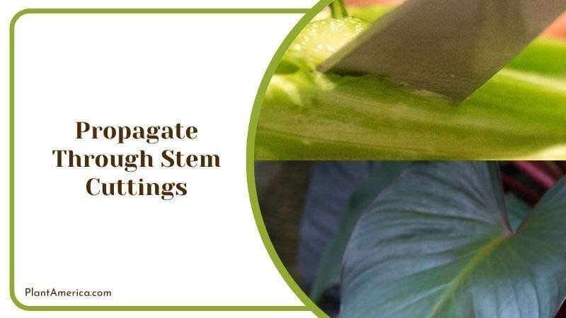 Propagate Burgundy Princess by Stem Cuttings Plant America