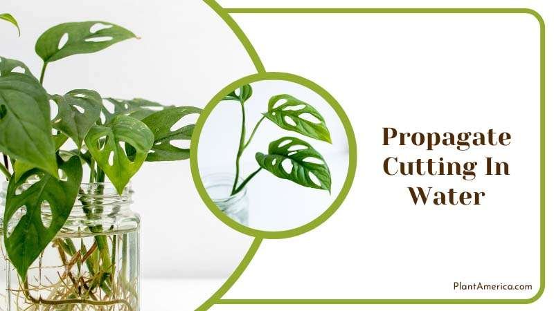 Copy of Focus on details B Propagate Cutting In Water