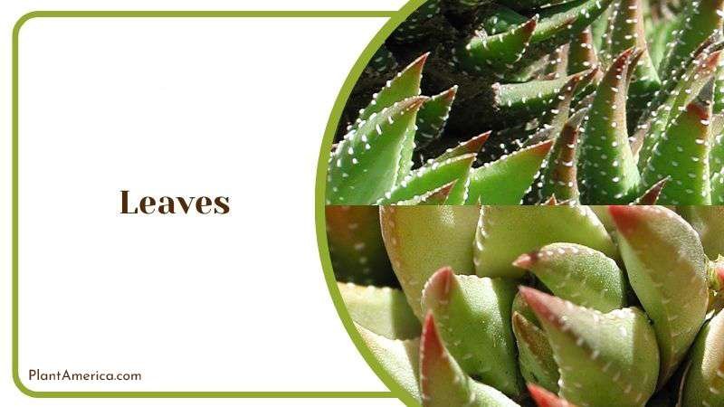 Propagate Haworthia Coarctata by Leaves Plant America Propagate Haworthia Coarctata by Leaves Plant America
