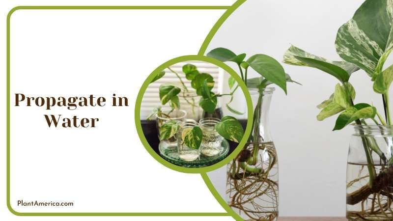 Propagate In Water Plant America