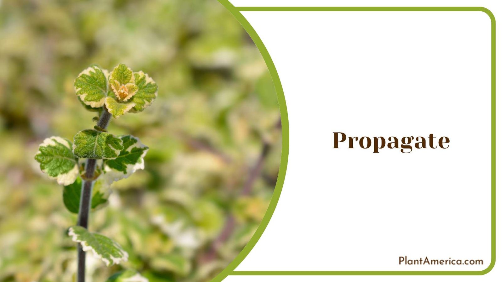 Propagate Swedish Ivy Plant America Propagate Swedish Ivy Plant America